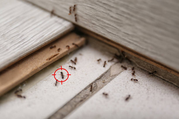 Best Wasp Removal Services  in Greenbelt, MD